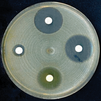 Image: Antibiotic disc diffusion (Photo courtesy of The European Committee on Antimicrobial Susceptibility Testing).